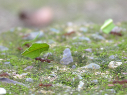 Øyvinds dag på skulen og "maur i arbeid" 