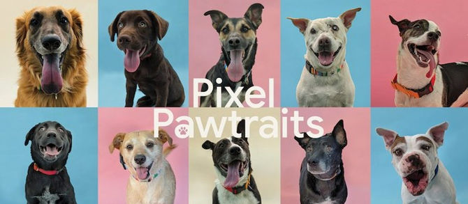 תמונה טובה אחת שווה אלף אימוצי כלבים! איך הטכנולוגיה של מצלמת הטלפון של גוגל עודדה אימוץ כלבים