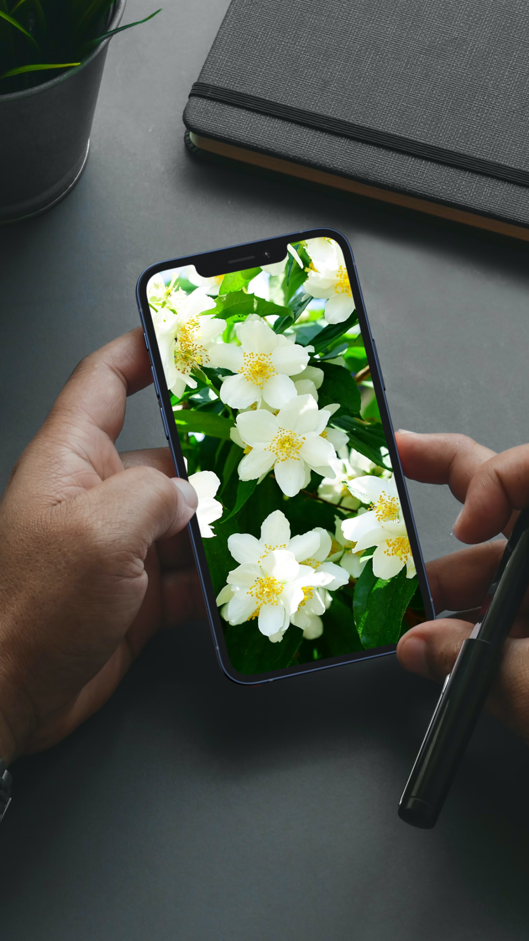 Phone wallpaper white jasmines