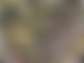 le macérât de pâquerettes.