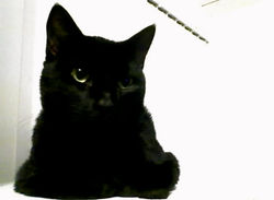 reine; contemplative
