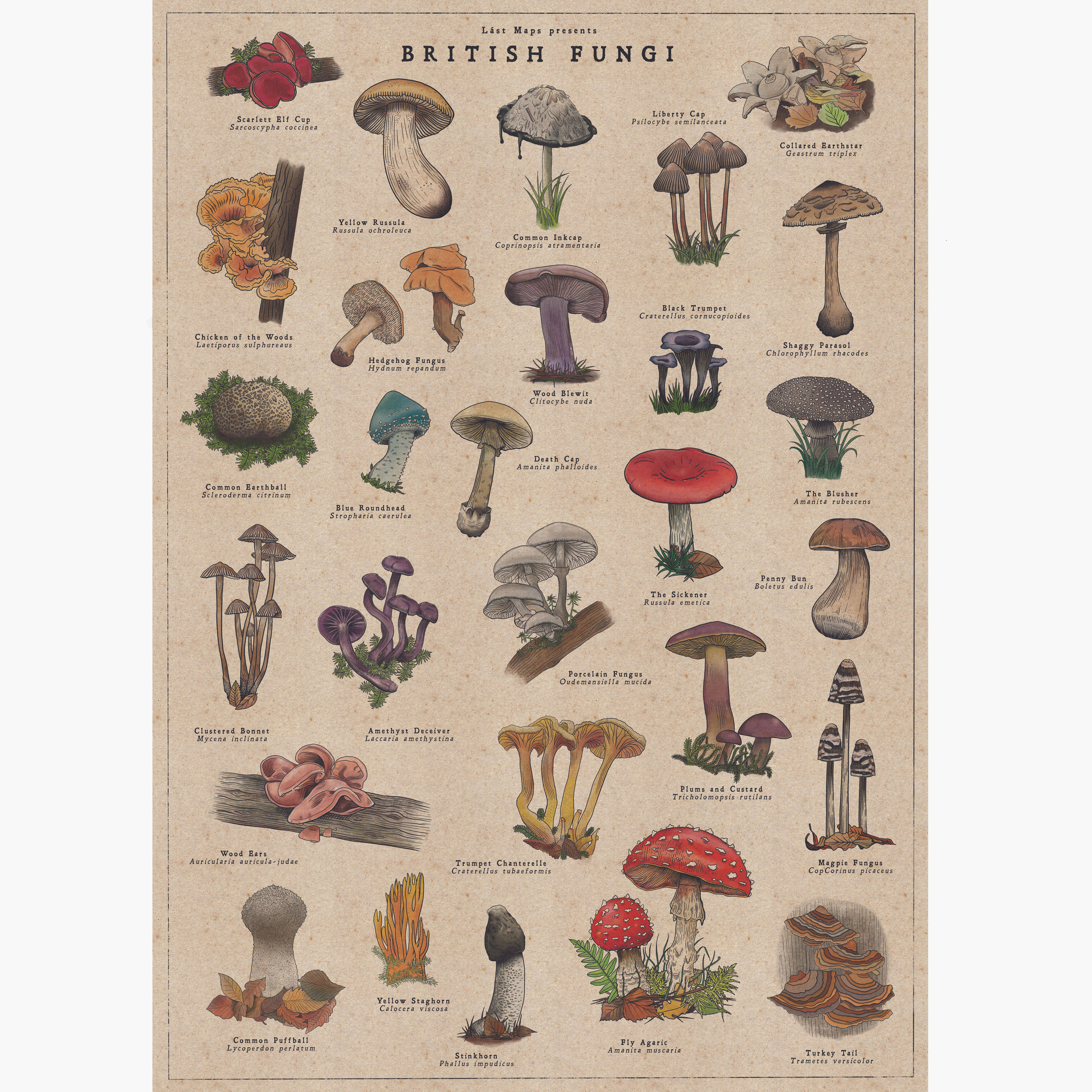 British Fungi Vintage Gold
