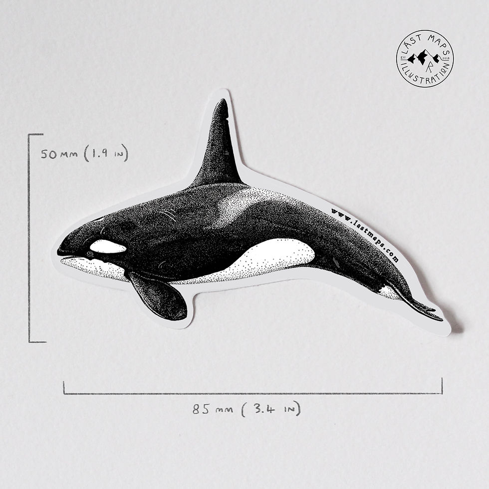 Thumbnail: Orca Sticker