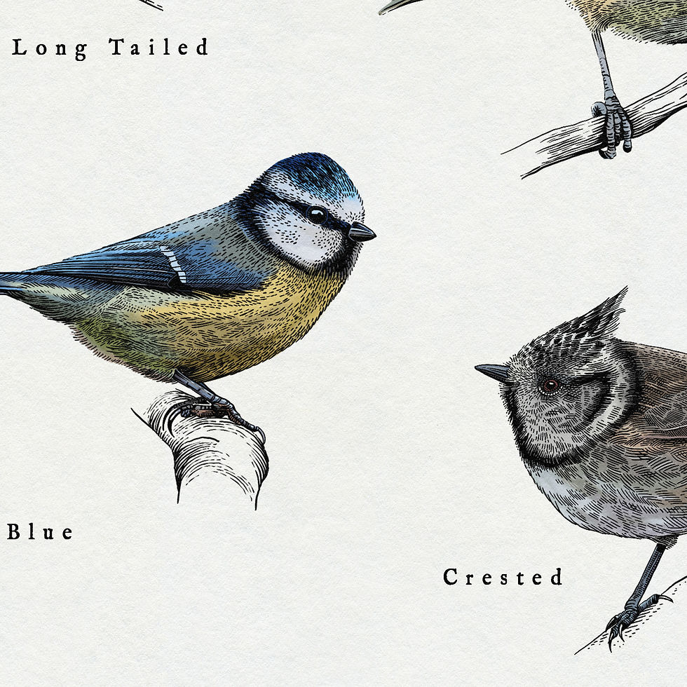 Thumbnail: British Tits