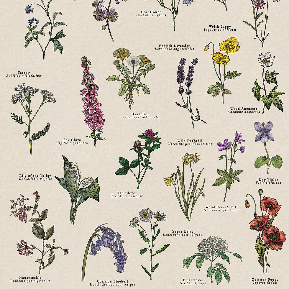 Thumbnail: British Wildflowers