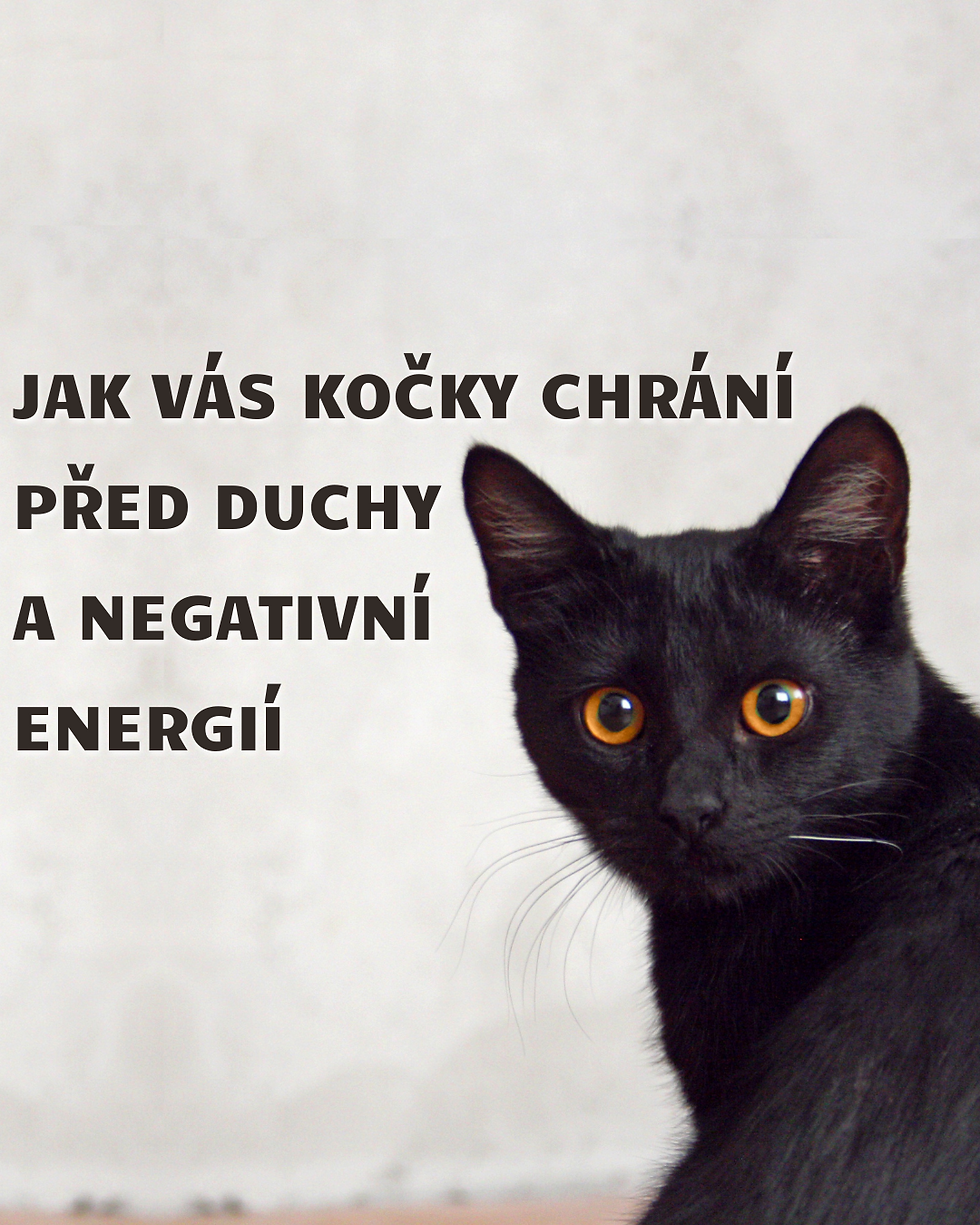 Jak vás kočky chrání před duchy a negativní energií