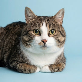 Kočičky k urgentní adopci