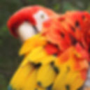 Red and yellow parrot