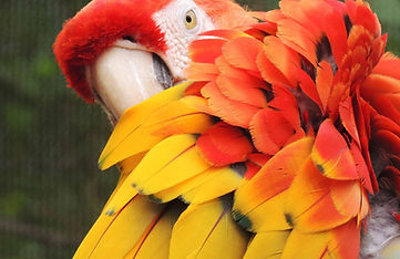 Red and yellow parrot
