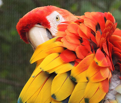 Red and yellow parrot