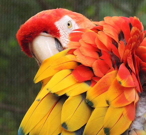 Red and yellow parrot