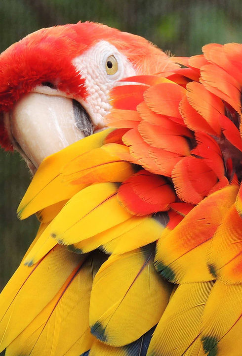 Red and yellow parrot