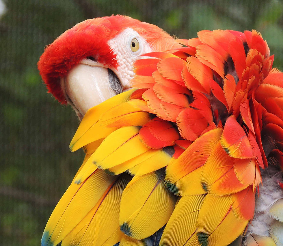 scralet macaw wildlife in Costa Rica