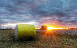 Cotton October 2016.jpg