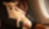 Passengers with pets on private jet