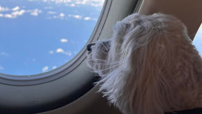 US TO PORTUGAL PRIVATE JET CHARTER - TRAVELLING WITH YOUR DOG