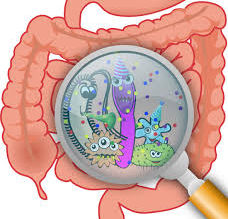 La flore intestinale.