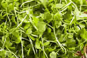 cresson micro pousse
