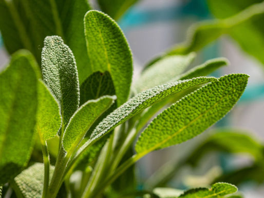 重 新 了 解 芳 香 療 法