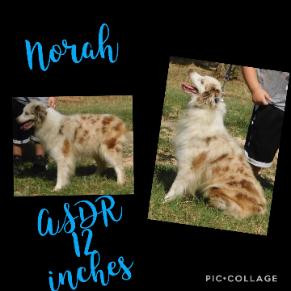 norah-291x291.jpeg