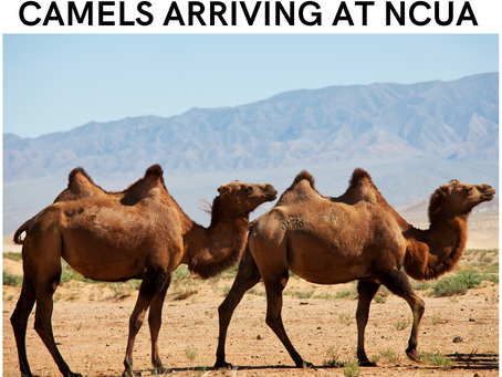 NCUA CAMELS RATING BEGIN APRIL 1
