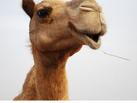 CAMEL Code 3s Triple?!?
