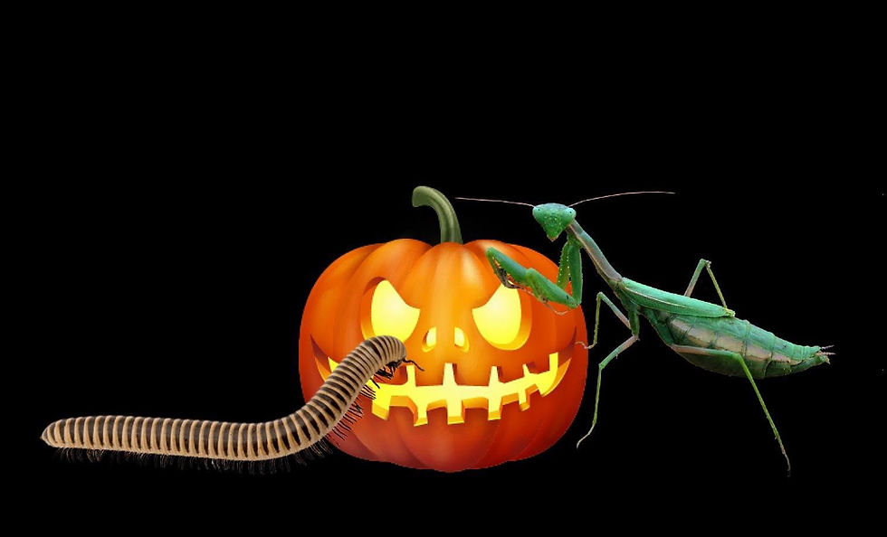 Spooky Animal Encounters