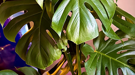 N.G.T. Plants: Garden Consulting & Design