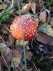 Nederland - herfst.jpeg