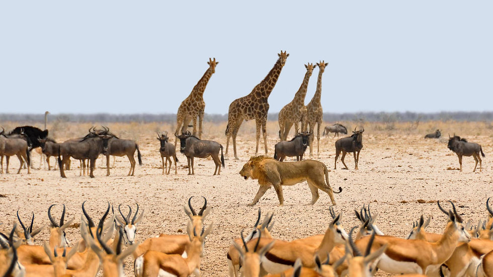BENARRIVATI AFRICA LUXURY TRAVEL EXPERTS – BEST SAFARI TOUR OPERATOR – ETOSHA – NAMIBIA LUXURY SAFARI 2026