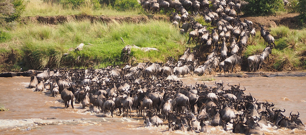 BENARRIVATI AFRICA LUXURY TRAVEL EXPERTS BEST SAFARI TOUR OPERATOR – WILDEBEEST CROSSING THE MARA RIVER – KENYA EXPEDITION 2026