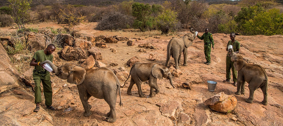 BENARRIVATI AFRICA LUXURY TRAVEL EXPERTS – BEST SAFARI TOUR OPERATOR – ORPHANED ELEPHANTS FEEDING AT RETETI SANCTUARY – KENYA EXPEDITION 2026