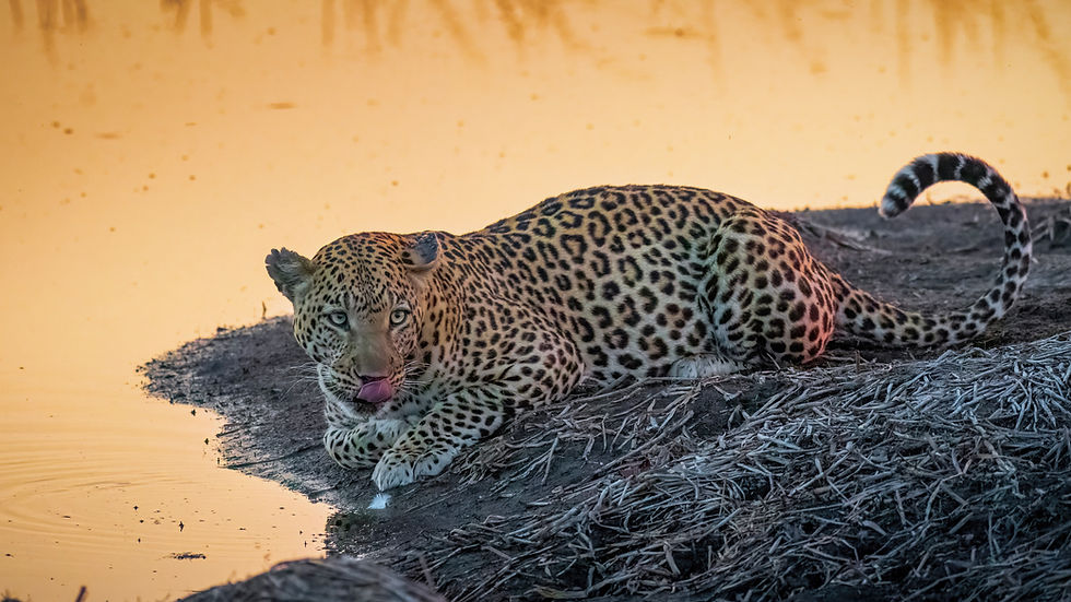 BENARRIVATI AFRICA LUXURY TRAVEL EXPERTS – BEST SAFARI TOUR OPERATOR – CHOBE NATIONAL PARK – BOTSWANA EXPEDITION 2026