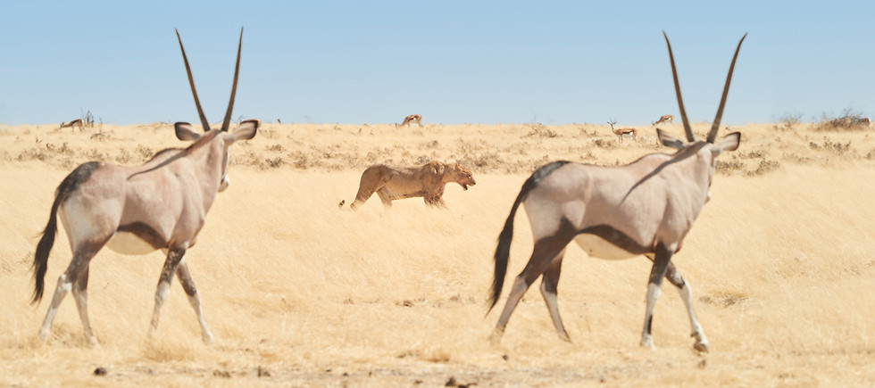 BENARRIVATI AFRICA LUXURY TRAVEL EXPERTS – BEST SAFARI TOUR OPERATOR – ETOSHA – NAMIBIA LUXURY SAFARI 2026
