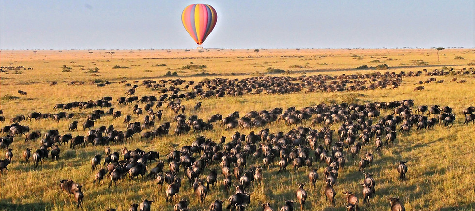 BENARRIVATI AFRICA LUXURY TRAVEL EXPERTS BEST SAFARI TOUR OPERATOR – WILDEBEEST CROSSING THE MARA RIVER – KENYA EXPEDITION 2026