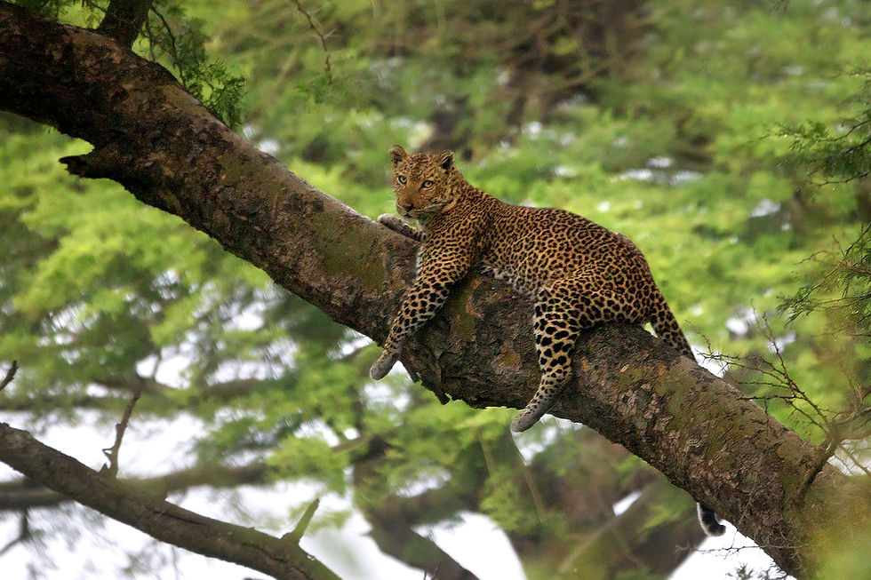 BENARRIVATI AFRICA LUXURY TRAVEL EXPERTS – BEST SAFARI TOUR OPERATOR – TREE-CLIMBING LION IN ISHASHA – UGANDA EXPEDITION 2026