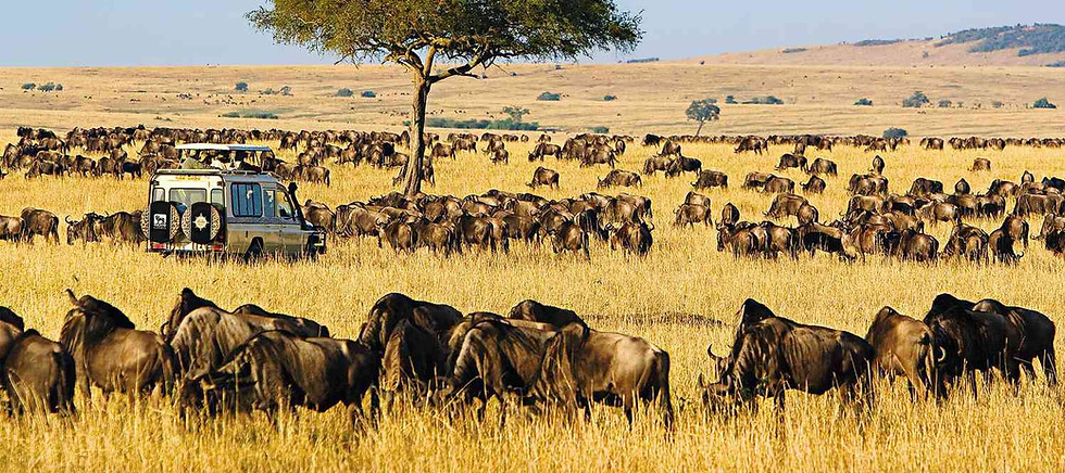 BENARRIVATI AFRICA LUXURY TRAVEL EXPERTS – BEST SAFARI TOUR OPERATOR – WILDEBEEST HERD GRAZING IN PRIVATE CONSERVANCY – EXCLUSIVE KENYA SAFARI