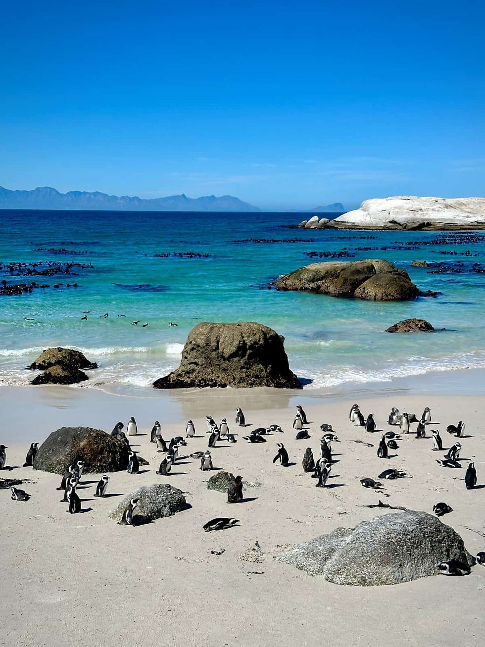 BENARRIVATI AFRICA LUXURY TRAVEL EXPERTS – BEST SAFARI TOUR OPERATOR – BOULDERS BEACH – SOUTH AFRICA EXPEDITION 2026