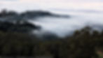 Our world-famous, fog-capturing Bay Area forests