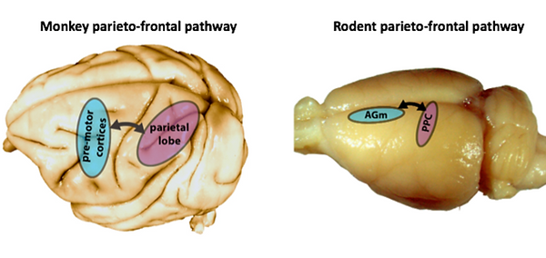 Figure_4.png