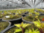 Plants at Local Nusery