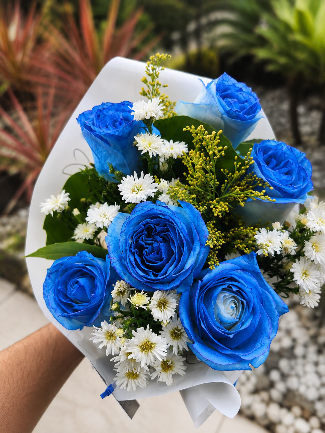Buque Encanto Azul Clássico