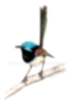 Variegated Fairy Wren, Malarus lamberti