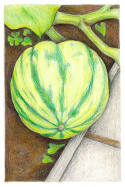 Young Carnival Squash