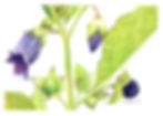 Deadly Nightshade, Atropa belladonna
