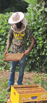 Beekeeper holding a frame covered with bees near the hive