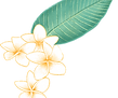 Plumeria Flower