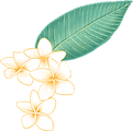 プルメリアの花