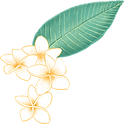 Plumeria Fleur