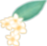 プルメリアの花